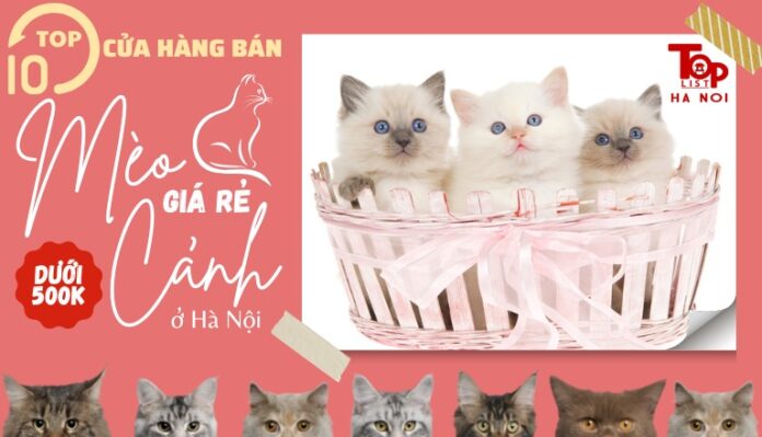 Mèo cảnh giá rẻ dưới 500k ở Hà Nội