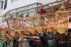 Chim cảnh Hà Nội - Chợ chim Hoàng Hoa Thám
