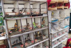 Chim Cảnh Hà Nội - Cửa hàng chim cảnh