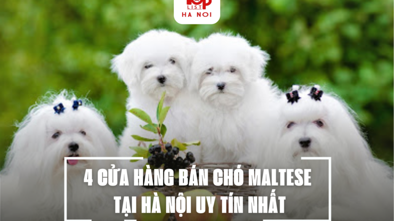 4 CỬA HÀNG BÁN CHÓ MALTESE TẠI HÀ NỘI UY TÍN NHẤT