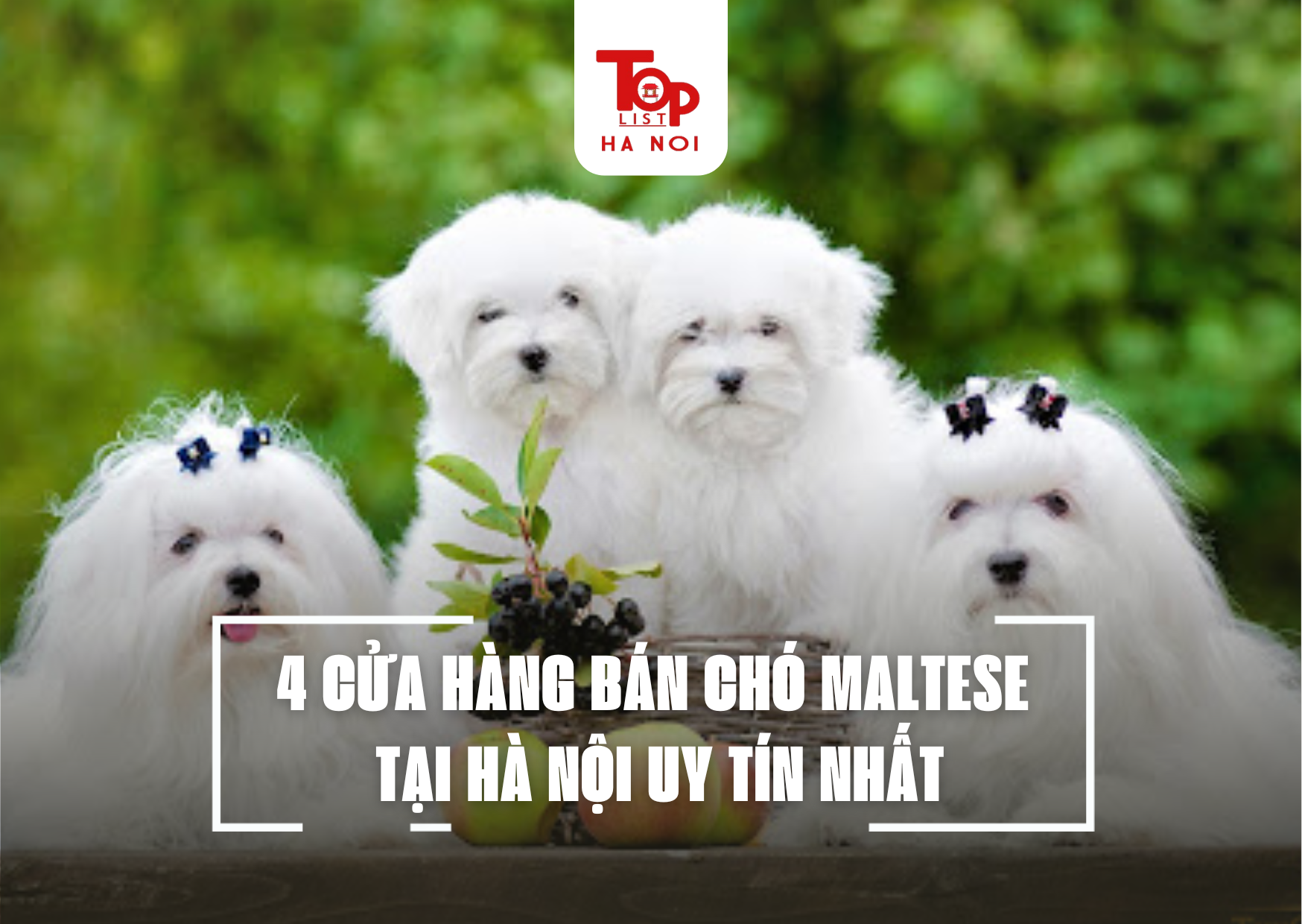 4 CỬA HÀNG BÁN CHÓ MALTESE TẠI HÀ NỘI UY TÍN NHẤT