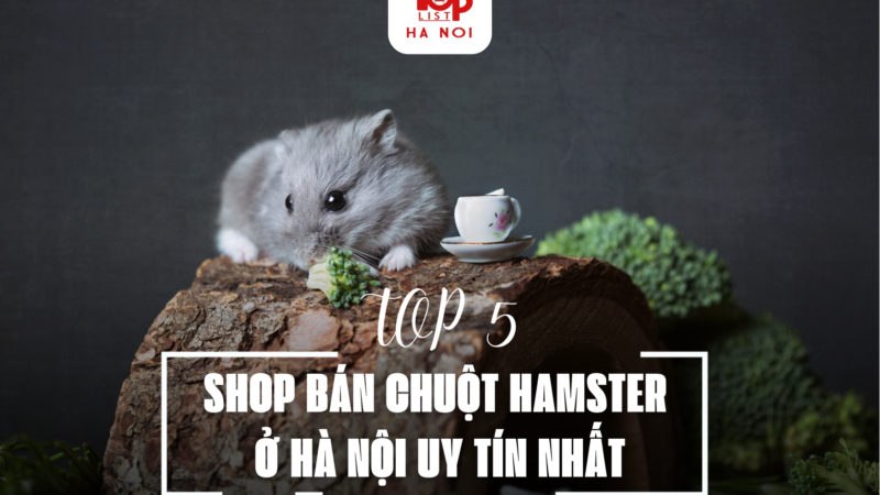 TOP 5 SHOP BÁN CHUỘT HAMSTER Ở HÀ NỘI UY TÍN NHẤT