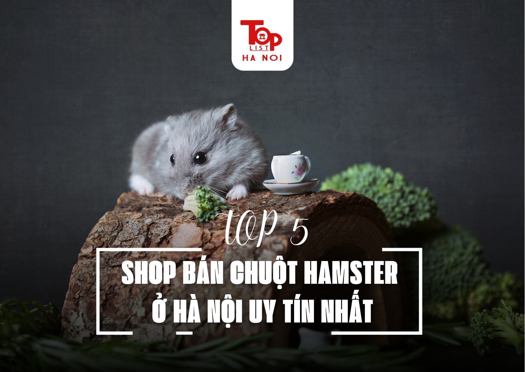 TOP 5 SHOP BÁN CHUỘT HAMSTER Ở HÀ NỘI UY TÍN NHẤT