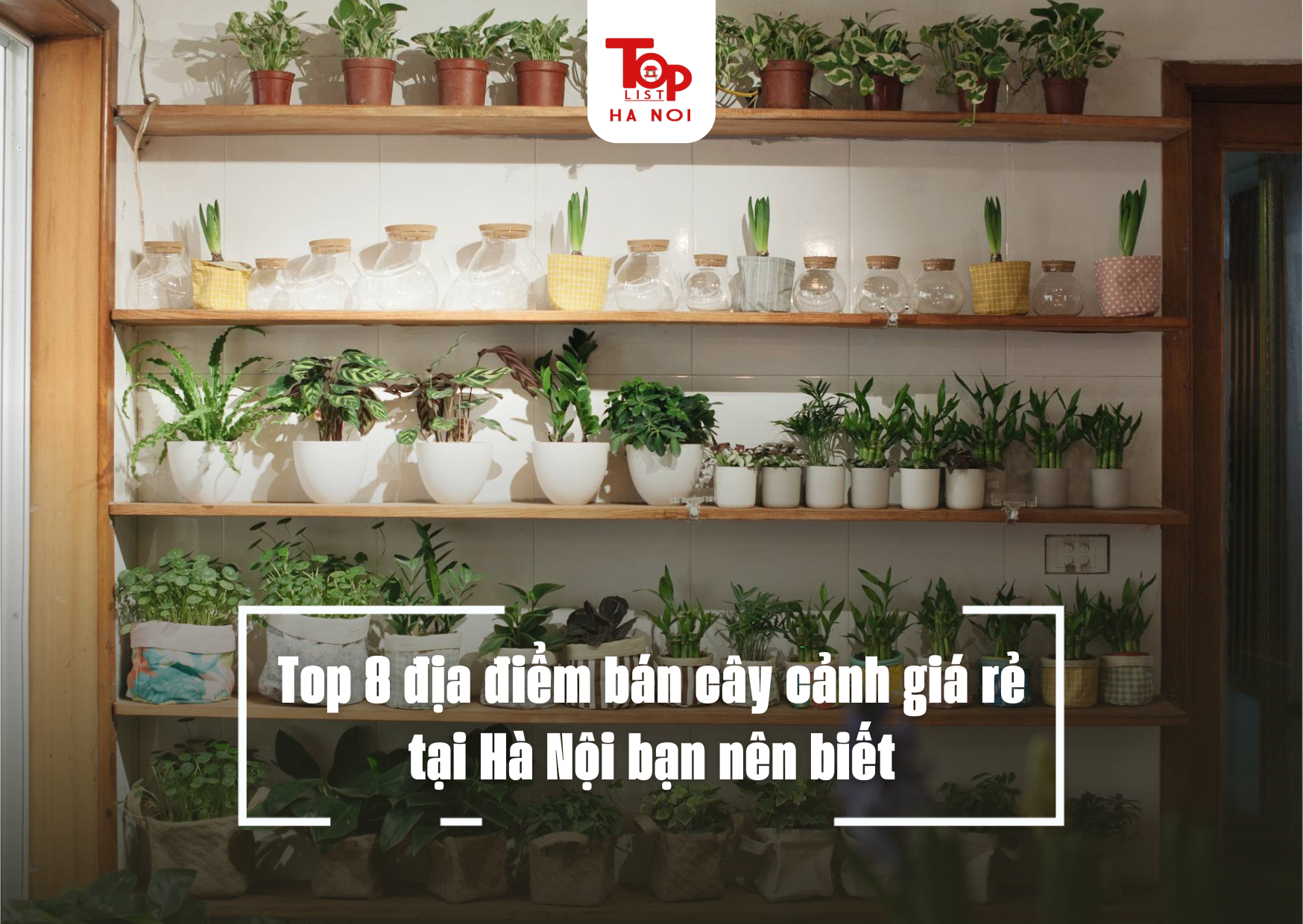 Top 8 địa điểm bán cây cảnh giá rẻ tại Hà Nội bạn nên biết